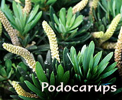 Podocarups - Nohovec - indoor bonsai, magazín Bonsaj a čaj. Bonsai centrum Nitra - prvé profesionálne bonsajové centrum na Slovensku. Bonsai centrum Nitra - 1st professional centre in Slovakiarn Podocarups - Nohovec - indoor bonsai, magazín Bonsaj a čaj. Bonsai centrum Nitra - prvé profesionálne bonsajové centrum na Slovensku. Bonsai centrum Nitra - 1st professional centre in Slovakiarn