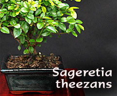 Sageretia theezans - indoor bonsai, magazín Bonsaj a čaj. Bonsai centrum Nitra - prvé profesionálne bonsajové centrum na Slovensku.rnBonsai centrum Nitra - 1st professional centre in Slovakiarn Sageretia theezans - indoor bonsai, magazín Bonsaj a čaj. Bonsai centrum Nitra - prvé profesionálne bonsajové centrum na Slovensku.rnBonsai centrum Nitra - 1st professional centre in Slovakiarn
