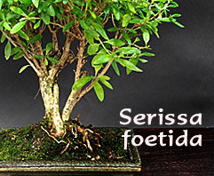 Serissa foetida - indoor bonsai, magazín Bonsaj a čaj. Bonsai centrum Nitra - prvé profesionálne bonsajové centrum na Slovensku.rnBonsai centrum Nitra - 1st professional centre in Slovakiarn