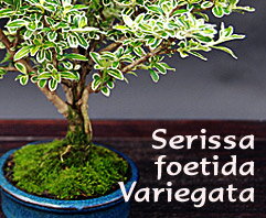 Serissa foetida Variegata - indoor bonsai, magazín Bonsaj a čaj. Bonsai centrum Nitra - prvé profesionálne bonsajové centrum na Slovensku.rnBonsai centrum Nitra - 1st professional centre in Slovakiarn Serissa foetida Variegata - indoor bonsai, magazín Bonsaj a čaj. Bonsai centrum Nitra - prvé profesionálne bonsajové centrum na Slovensku.rnBonsai centrum Nitra - 1st professional centre in Slovakiarn