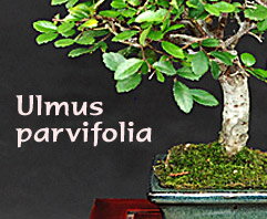 Ulmus parvifolia - indoor bonsai, magazín Bonsaj a čaj. Bonsai centrum Nitra - prvé profesionálne bonsajové centrum na Slovensku.rnBonsai centrum Nitra - 1st professional centre in Slovakiarn