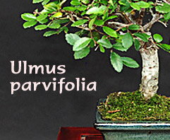 Ulmus parvifolia - indoor bonsai, magazín Bonsaj a čaj. Bonsai centrum Nitra - prvé profesionálne bonsajové centrum na Slovensku.rnBonsai centrum Nitra - 1st professional centre in Slovakiarn Ulmus parvifolia - indoor bonsai, magazín Bonsaj a čaj. Bonsai centrum Nitra - prvé profesionálne bonsajové centrum na Slovensku.rnBonsai centrum Nitra - 1st professional centre in Slovakiarn