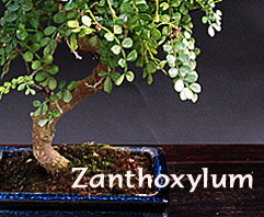 Zanthoxylum - indoor bonsai, magazín Bonsaj a čaj. Bonsai centrum Nitra - prvé profesionálne bonsajové centrum na Slovensku.rnBonsai centrum Nitra - 1st professional centre in Slovakiarn Zanthoxylum - indoor bonsai, magazín Bonsaj a čaj. Bonsai centrum Nitra - prvé profesionálne bonsajové centrum na Slovensku.rnBonsai centrum Nitra - 1st professional centre in Slovakiarn