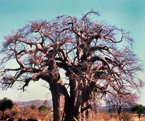 Mágia baobabov