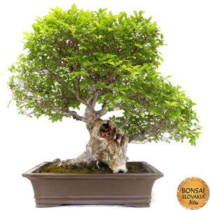 Ulmus parvifolia - indoor bonsai, magazín Bonsaj a čaj. Bonsai centrum Nitra - prvé profesionálne bonsajové centrum na Slovensku.rnBonsai centrum Nitra - 1st professional centre in Slovakiarn