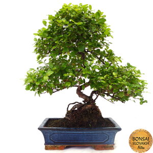 Sageretia theezans - indoor bonsai, magazín Bonsaj a čaj. Bonsai centrum Nitra - prvé profesionálne bonsajové centrum na Slovensku.rnBonsai centrum Nitra - 1st professional centre in Slovakiarn