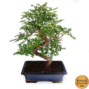 Zanthoxylum - indoor bonsai, magazín Bonsaj a čaj. Bonsai centrum Nitra - prvé profesionálne bonsajové centrum na Slovensku.rnBonsai centrum Nitra - 1st professional centre in Slovakiarn