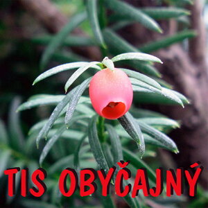 TIS OBYČAJNÝ