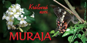 MURRAYA PANICULATA -  KRÁĽOVNÁ NOCI