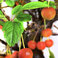 Malus halliana - outdoor bonsai, magazín Bonsaj a čaj. Bonsai centrum Nitra - prvé profesionálne bonsajové centrum na Slovensku.rnBonsai centrum Nitra - 1st professional centre in Slovakiarn
