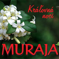 Murraya paniculata - Muraja metlinatá - indoor bonsai, magazín Bonsaj a čaj. Bonsai centrum Nitra - prvé profesionálne bonsajové centrum na Slovensku.rnBonsai centrum Nitra - 1st professional centre in Slovakiarn Murraya paniculata - Muraja metlinatá - indoor bonsai, magazín Bonsaj a čaj. Bonsai centrum Nitra - prvé profesionálne bonsajové centrum na Slovensku.rnBonsai centrum Nitra - 1st professional centre in Slovakiarn