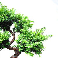 Taxus cuspidata - outdoor bonsai, magazín Bonsaj a čaj. Bonsai centrum Nitra - prvé profesionálne bonsajové centrum na Slovensku.rnBonsai centrum Nitra - 1st professional centre in Slovakiarn