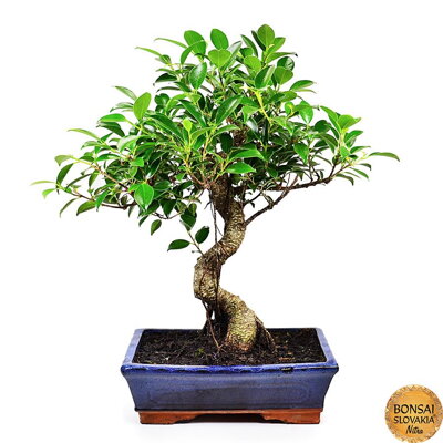 FICUS RETUSA, 45cm