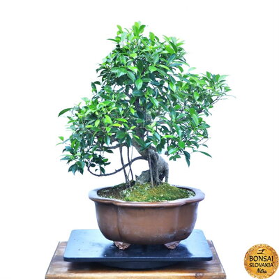 Ficus retusa cca 78 cm