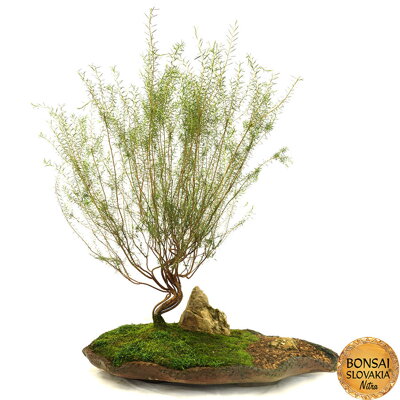Coleonema 63 cm