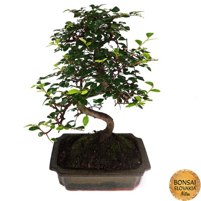 Ulmus parvifolia cca 32 cm