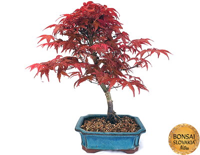 Acer palmatum "Deshojo" 35-40 cm