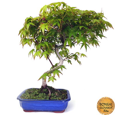 Acer palmatum 40-50 cm