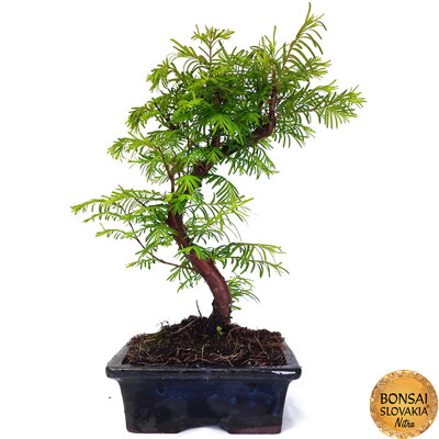 Metasequoia glyptostroboides 30-35 cm