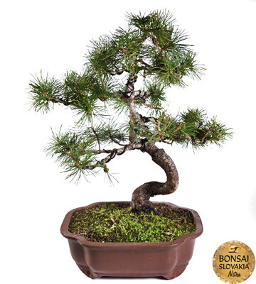 Pinus parviflora, 39-43 cm