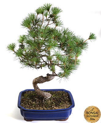 Pinus parviflora, 50-54cm