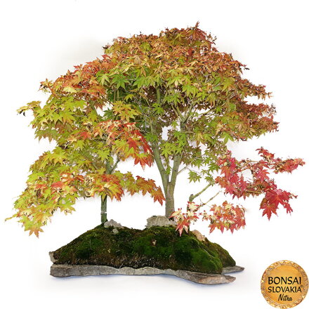 BONSAI: JAVOR, KRAJINNÁ SCENÉRIA 90cm