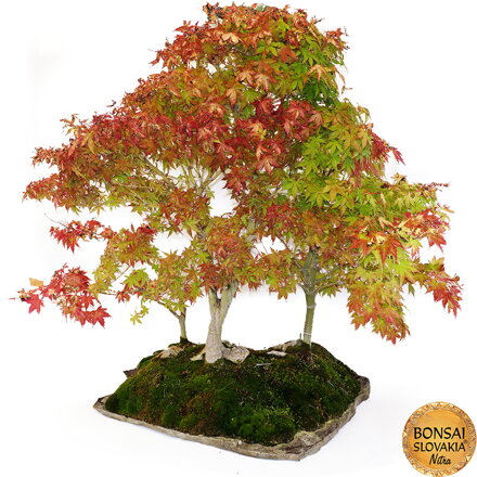 BONSAI: JAVOR, KRAJINNÁ SCENÉRIA 90cm