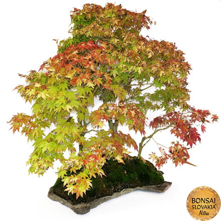 BONSAI: JAVOR, KRAJINNÁ SCENÉRIA 90cm