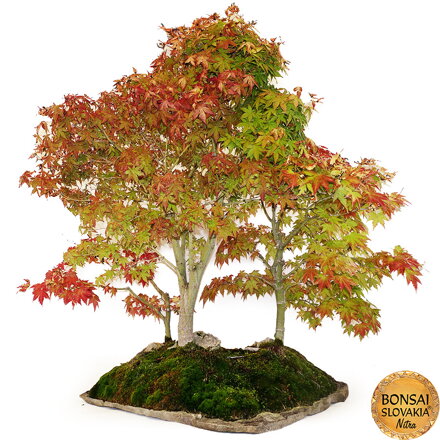 BONSAI: JAVOR, KRAJINNÁ SCENÉRIA 90cm
