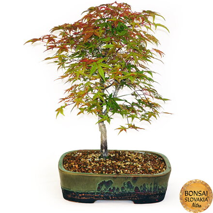 BONSAI: JAVOR 52cm