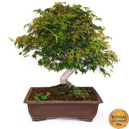 BONSAI: JAVOR 78cm