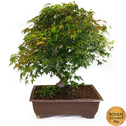 BONSAI: JAVOR 78cm