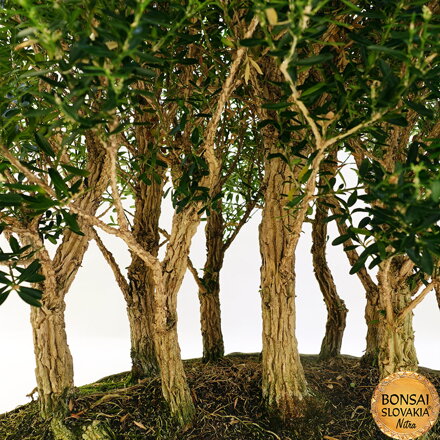 BONSAI - SCENÉRIA: KRUŠPÁN DROBNOLISTÝ, Buxus harlandii 70 cm