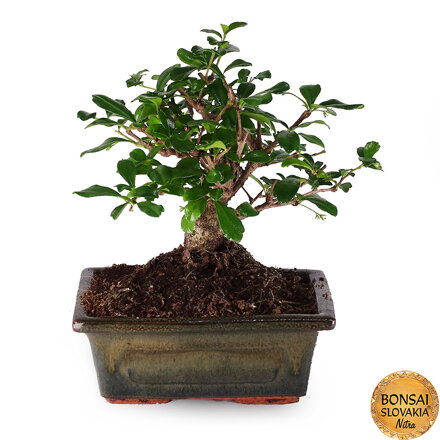Carmona microphylla 22 cm