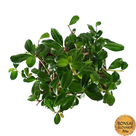 Carmona microphylla 22 cm