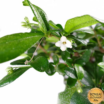 Carmona microphylla 22 cm