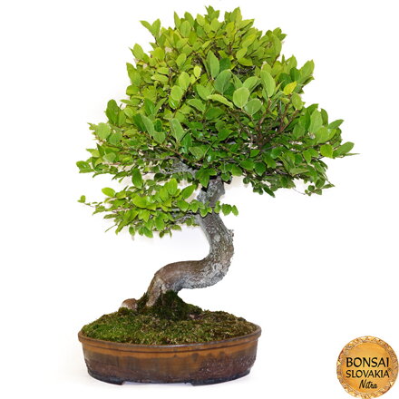 BONSAI: BRESTOVEC ČÍNSKY, CELTIS 85cm