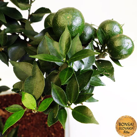 BONSAI: POMARANČOVNÍK 70cm