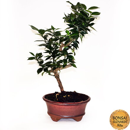 BONSAI: POMARANČOVNÍK, CITRUS MYRTIFOLIA, 40cm