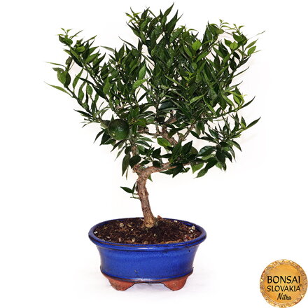 BONSAI: POMARANČOVNÍK, CITRUS MYRTIFOLIA, 40cm