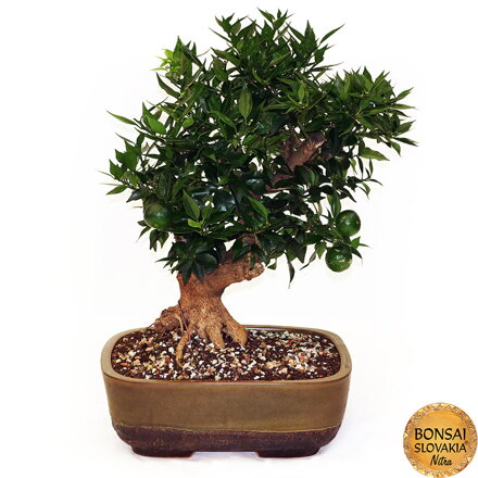 BONSAI: POMARANČOVNÍK, CITRUS MYRTIFOLIA, 55cm