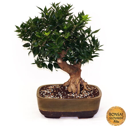 BONSAI: POMARANČOVNÍK, CITRUS MYRTIFOLIA, 55cm