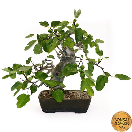 BONSAI: FIGOVNÍK 80cm