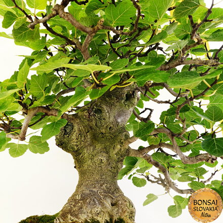 BONSAI: FIGOVNÍK 82cm