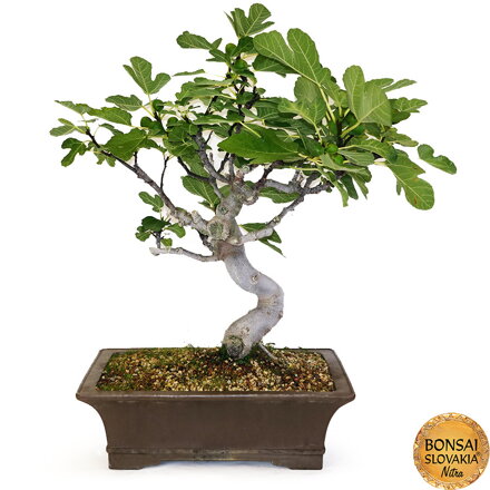 BONSAI: FIGOVNÍK 80 cm