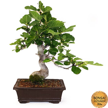 BONSAI: FIGOVNÍK 75cm