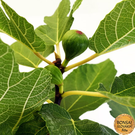 BONSAI: FIGOVNÍK 75cm