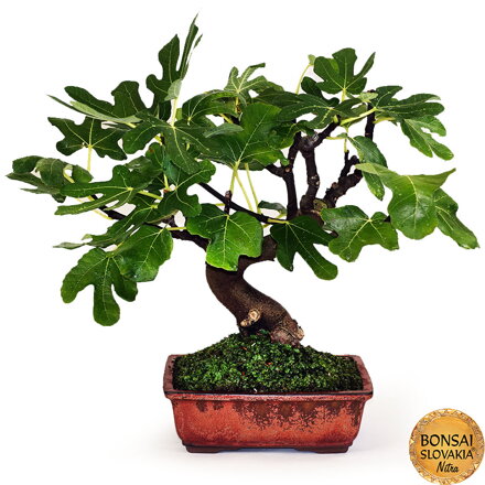 BONSAI: FIGOVNÍK 40cm