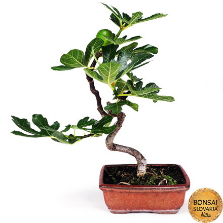 BONSAI: FIGOVNÍK, 30-40 cm