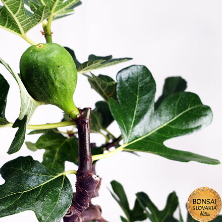 BONSAI: FIGOVNÍK, 30-40 cm